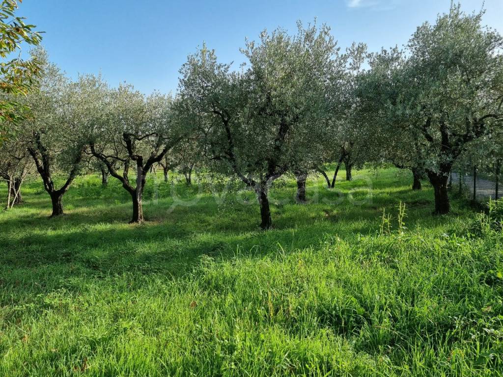 immagine annuncio 4 di 13