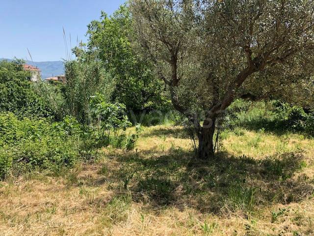 immagine annuncio 2 di 13