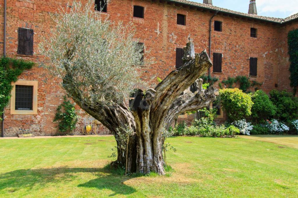 immagine annuncio 4 di 15