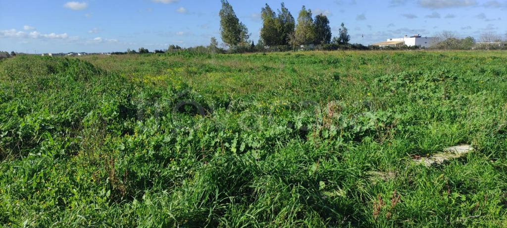 immagine annuncio 5 di 11