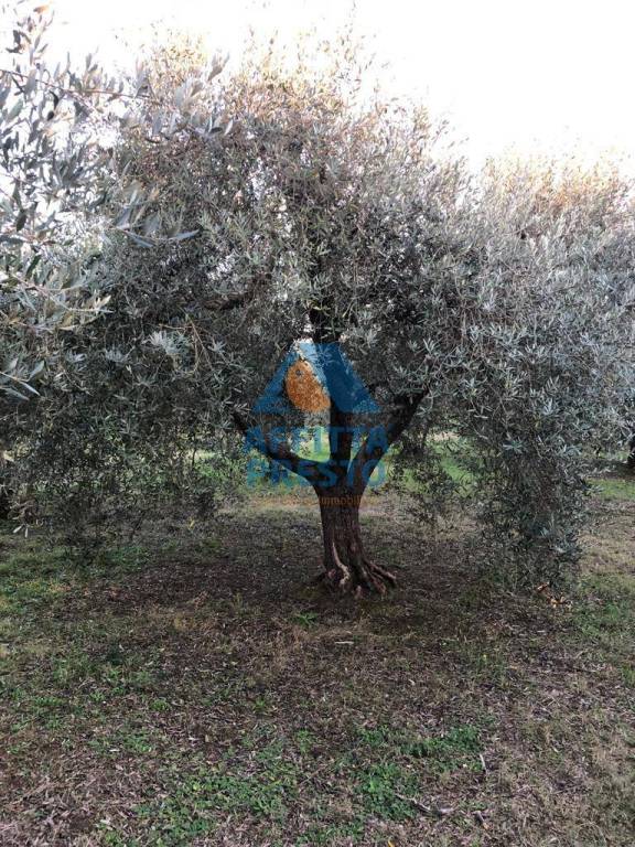 immagine annuncio 3 di 7