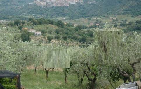 Terreno Agricolo in vendita a Roccadaspide via Carretiello