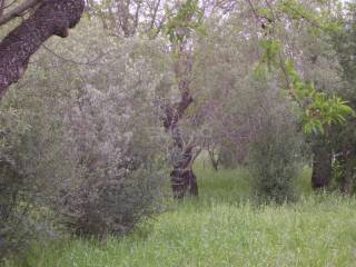 Terreno agricolo in vendita a siracusa monasteri