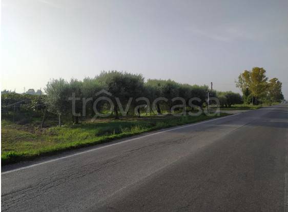 immagine annuncio 3 di 6