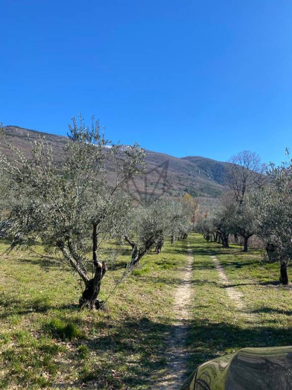 immagine annuncio 3 di 8