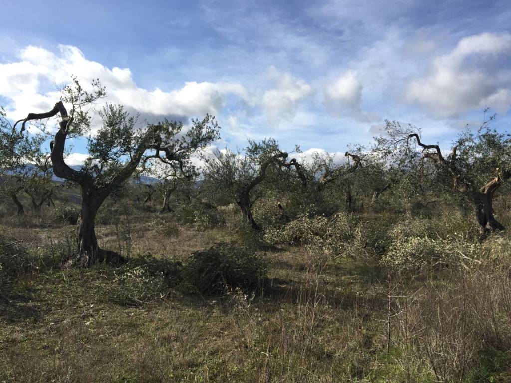 immagine annuncio 12 di 15