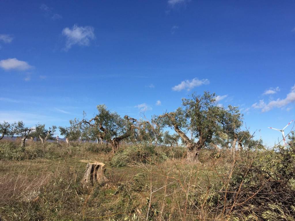 immagine annuncio 14 di 15