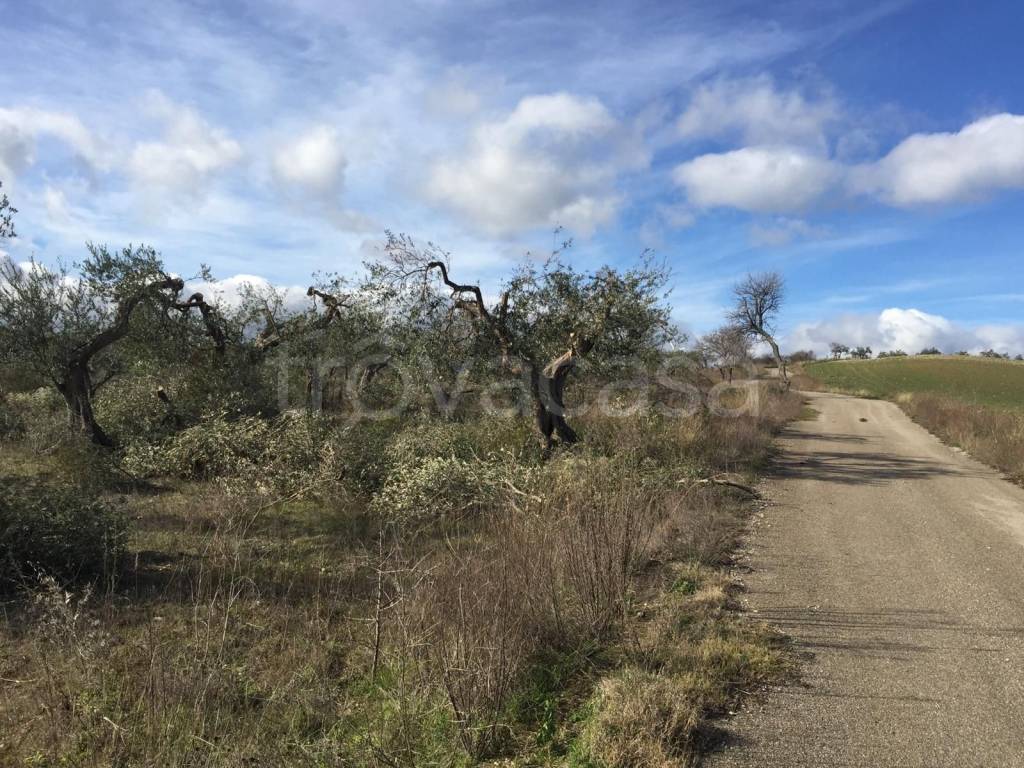 immagine annuncio 13 di 15