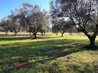 Terreno agricolo in vendita a manziana via della mola, 00