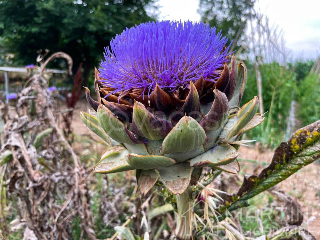 immagine annuncio 7 di 8