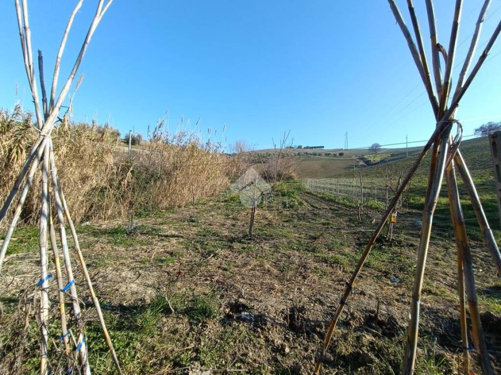 Terreno Agricolo in vendita a Pineto via sp27, 1