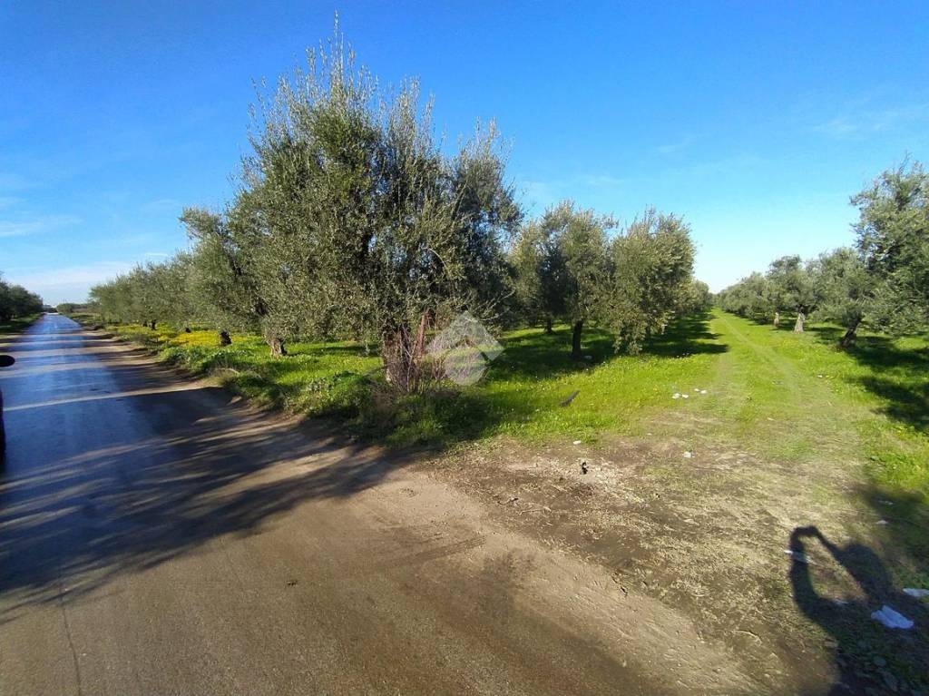 immagine annuncio 3 di 13