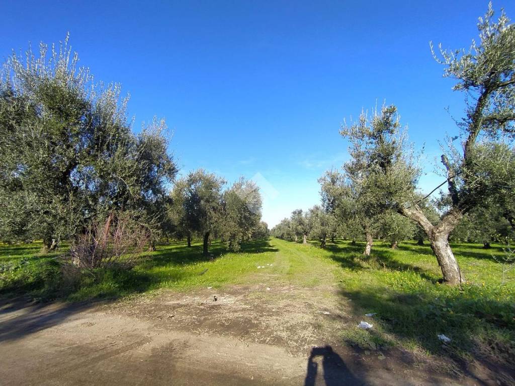 immagine annuncio 6 di 13