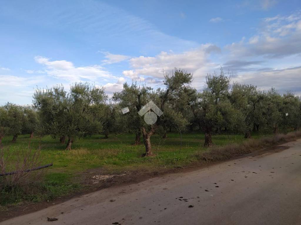 immagine annuncio 7 di 13