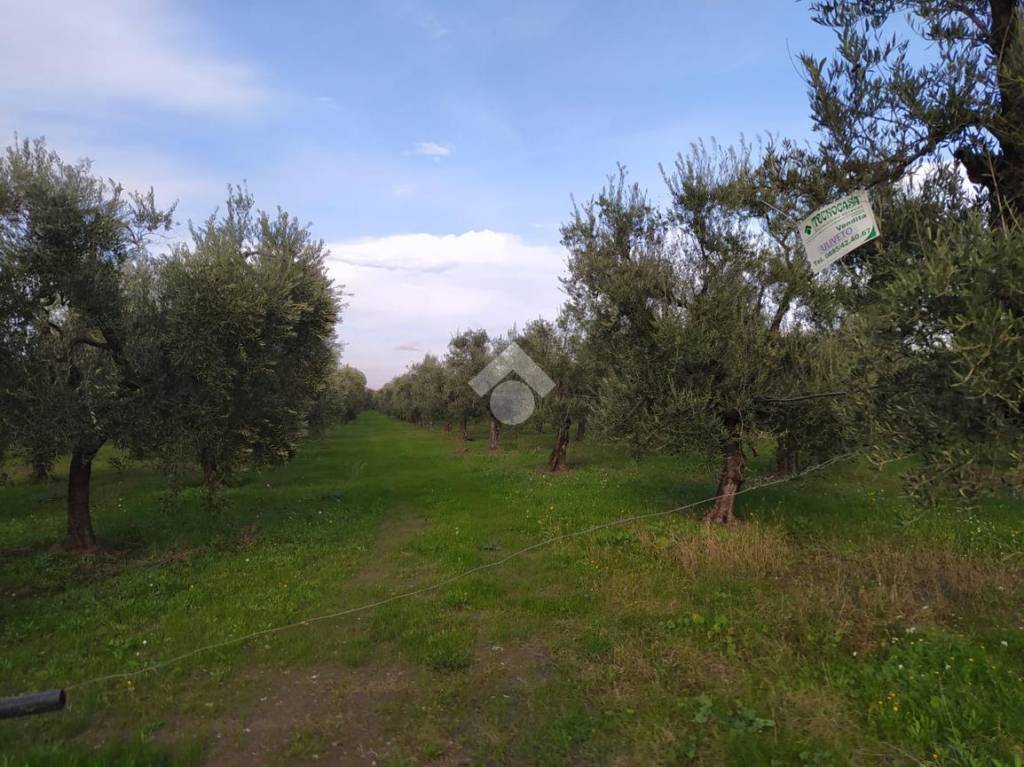immagine annuncio 10 di 13