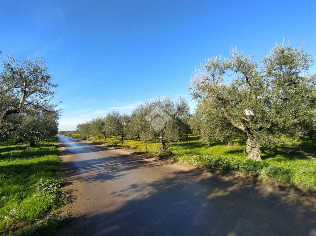 immagine annuncio 12 di 13