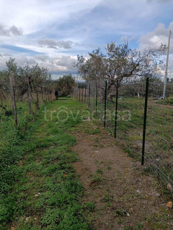 Terreno Agricolo in vendita a Rometta contrada Mazzabruno