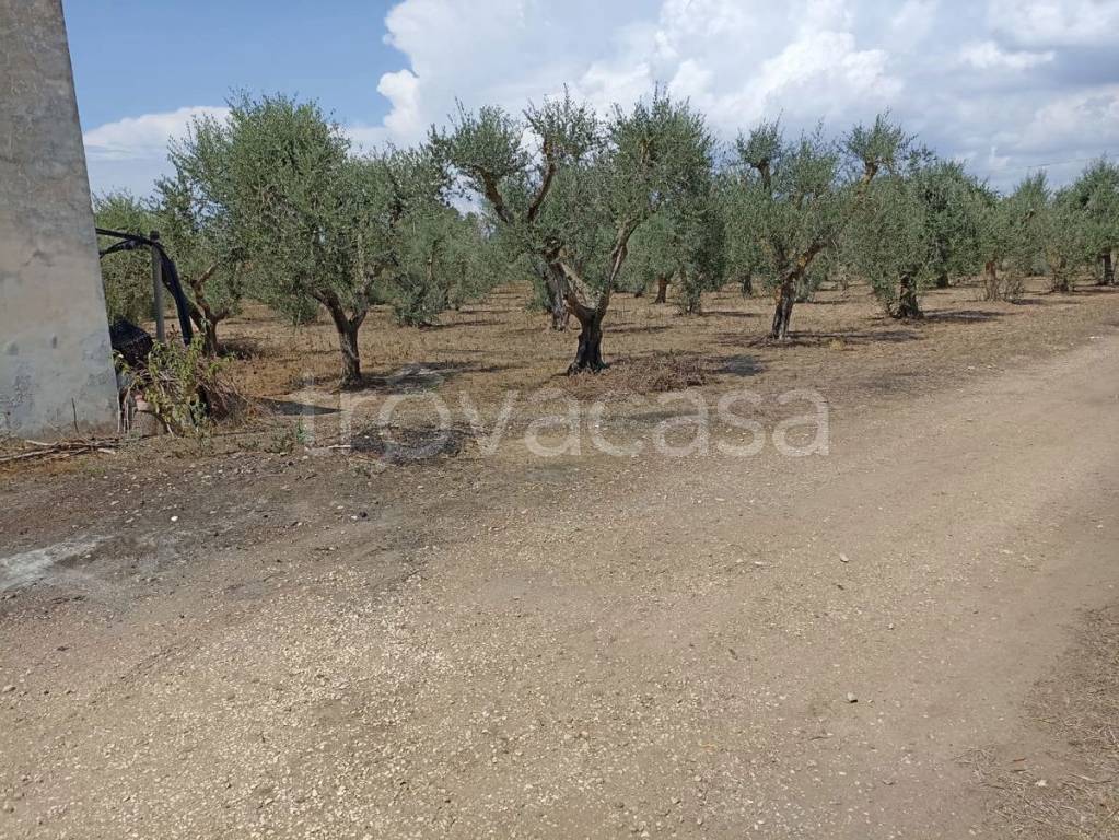 Terreno Agricolo in vendita a Maruggio contrada chiani, snc