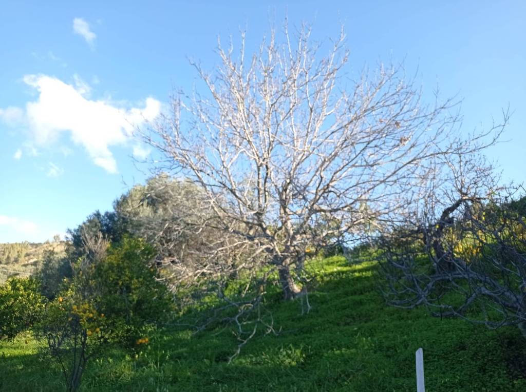 immagine annuncio 3 di 12