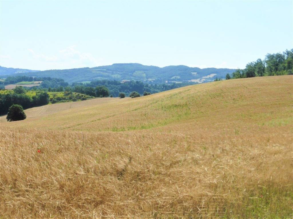 Terreno Agricolo in vendita a Valfabbrica vocabolo San Donato, 51