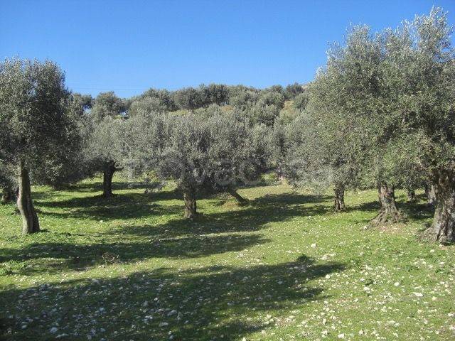 Terreno Agricolo in vendita a Ferentino via del Colle, snc