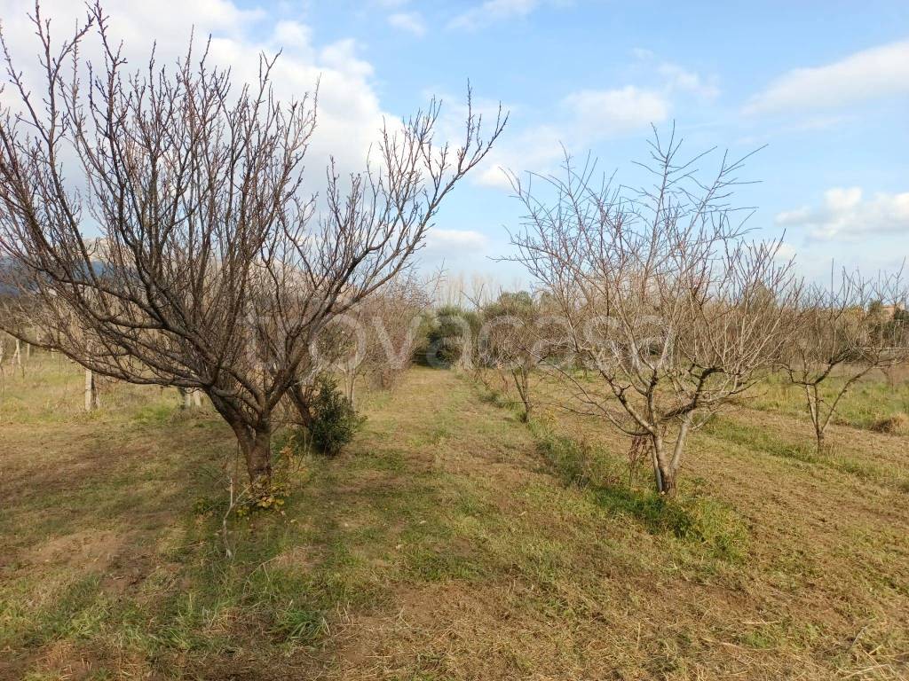 immagine annuncio 2 di 8