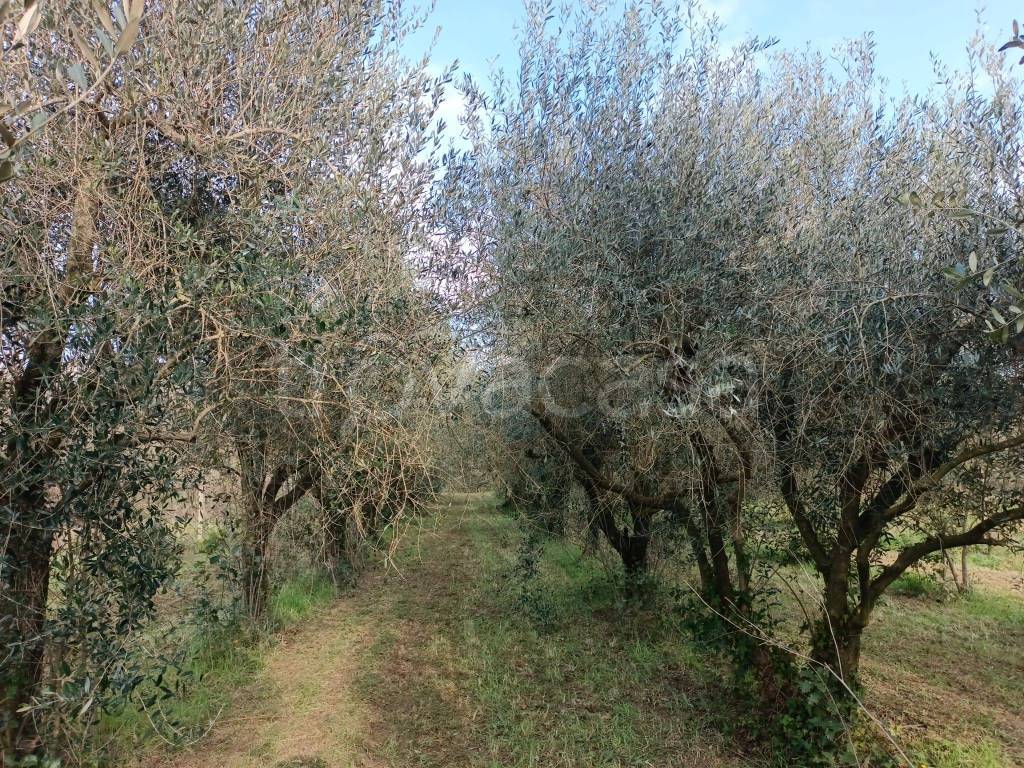 immagine annuncio 5 di 8