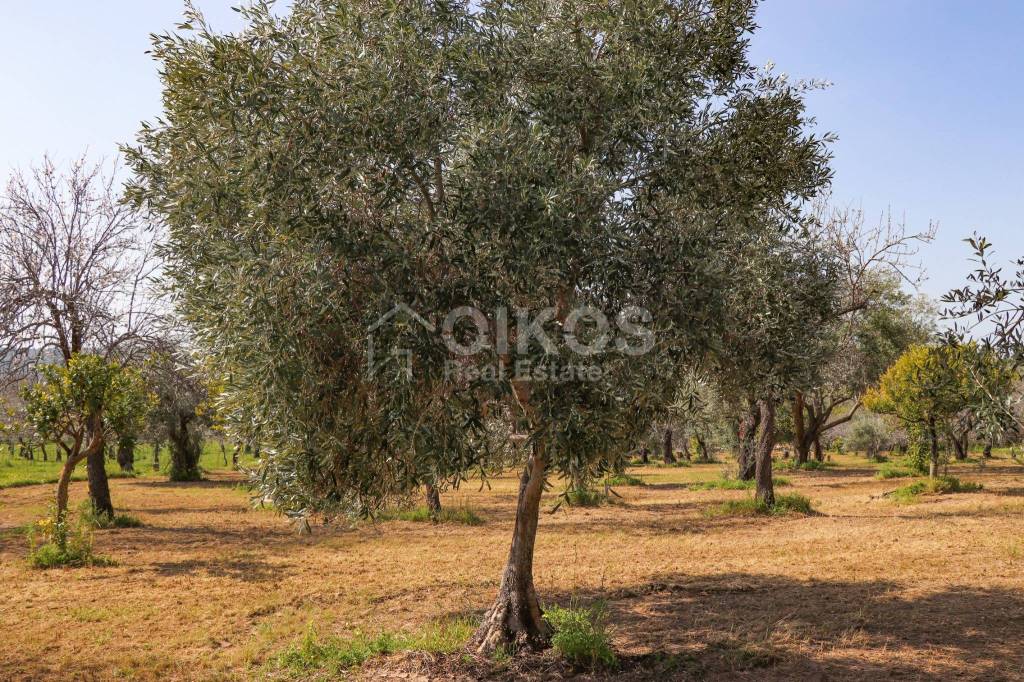 immagine annuncio 7 di 9
