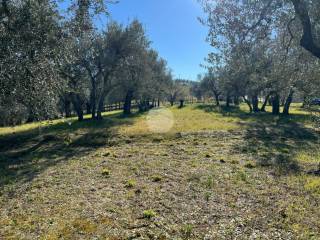 Terreno agricolo in vendita a calvi dell'umbria san vito