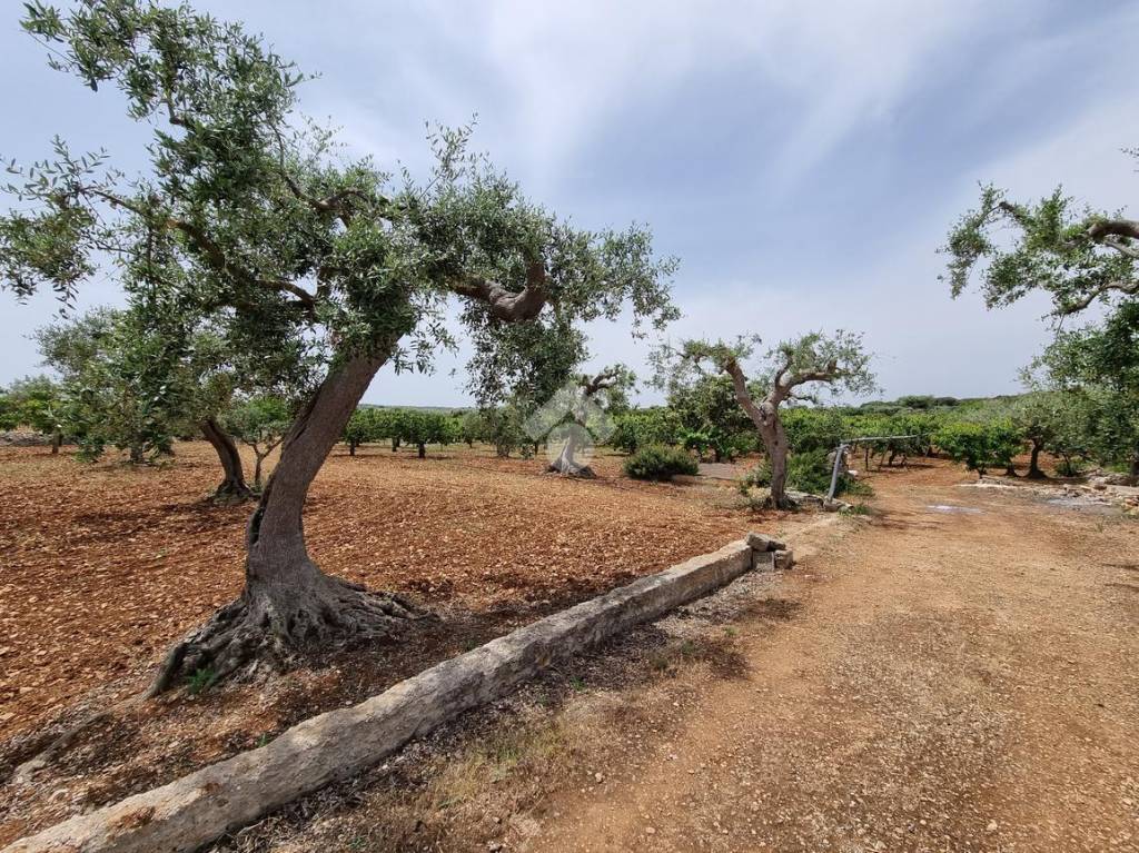 immagine annuncio 5 di 13