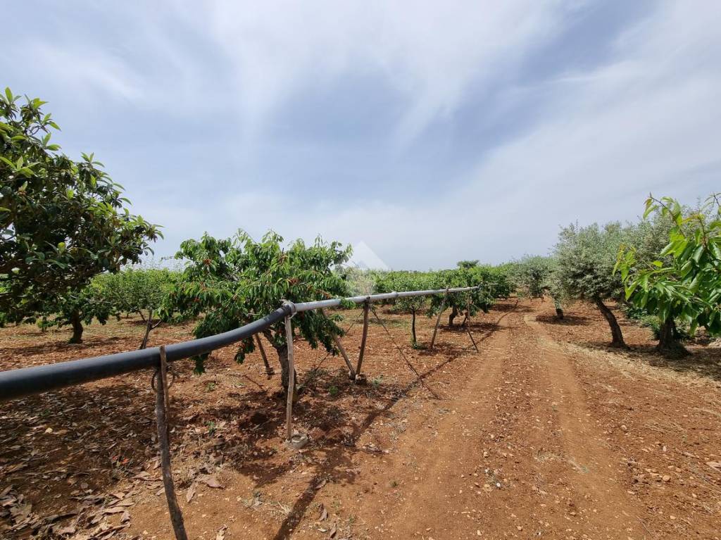 immagine annuncio 8 di 13