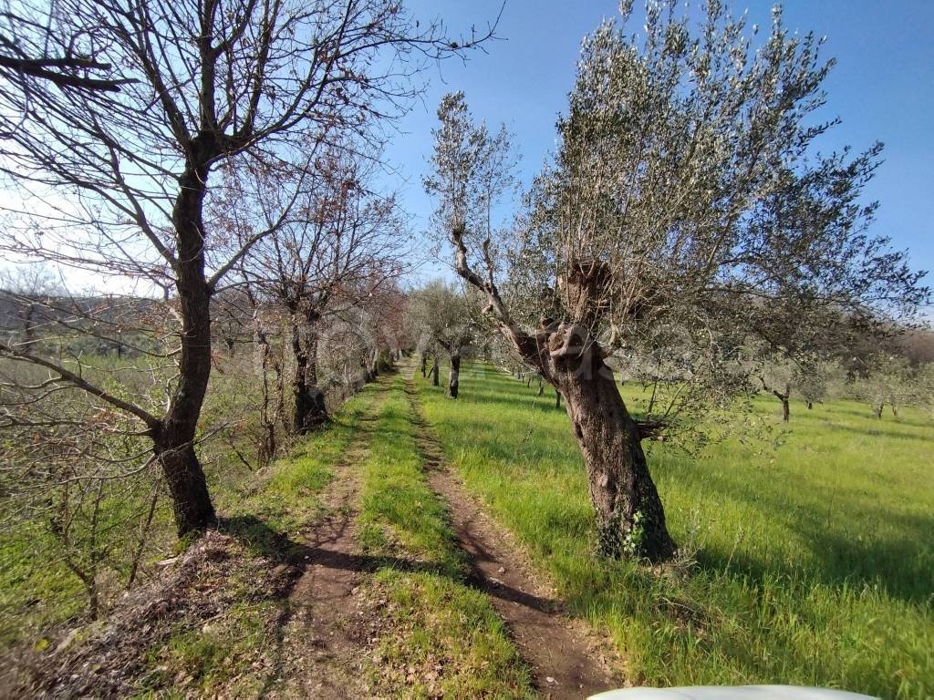 immagine annuncio 4 di 7
