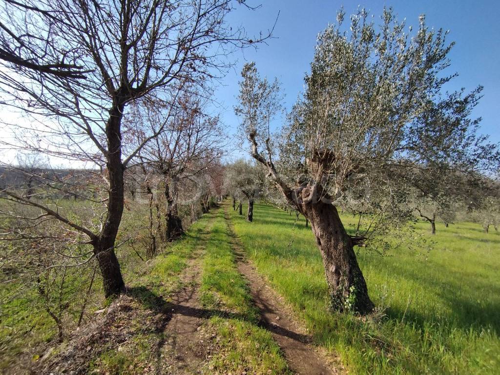 immagine annuncio 5 di 7