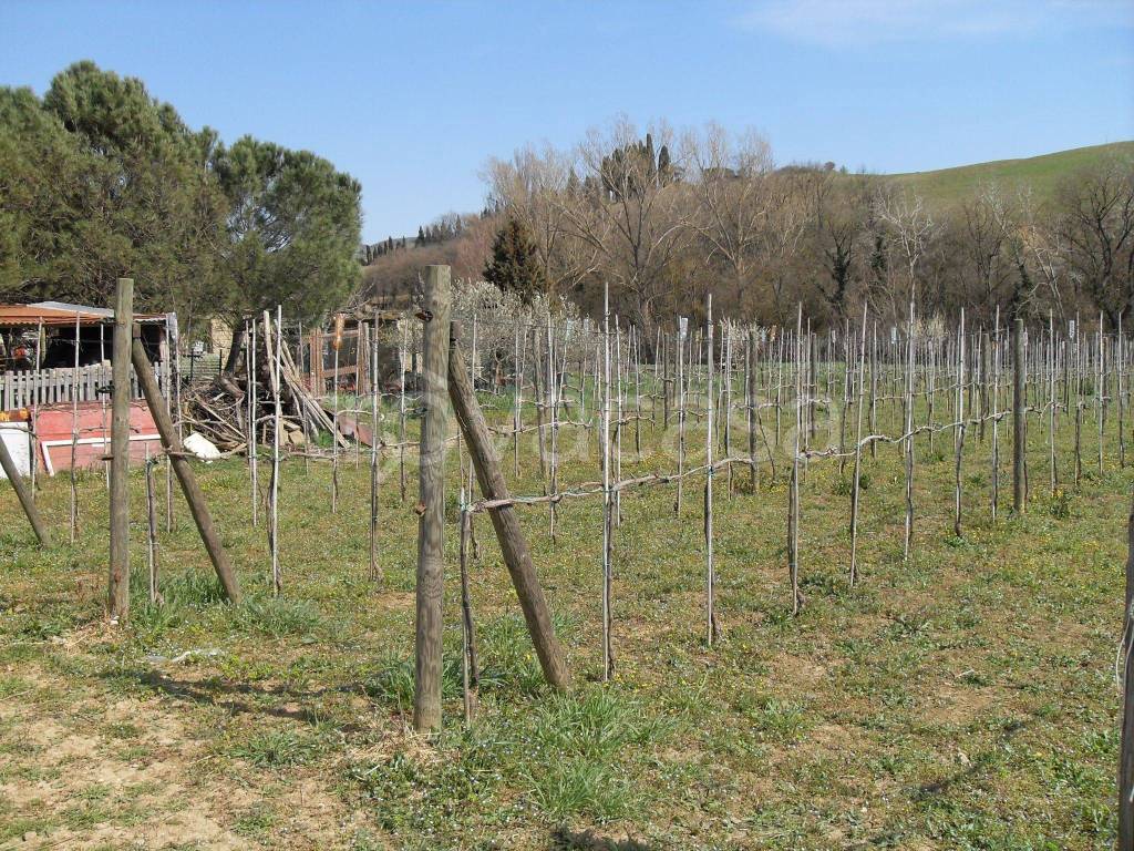 Terreno Agricolo in vendita a Pienza strada Provinciale del Monte Amiata, 11