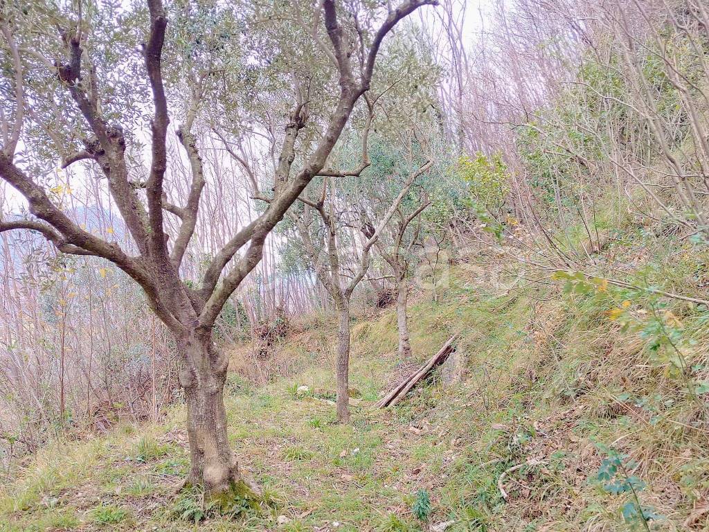 immagine annuncio 4 di 8