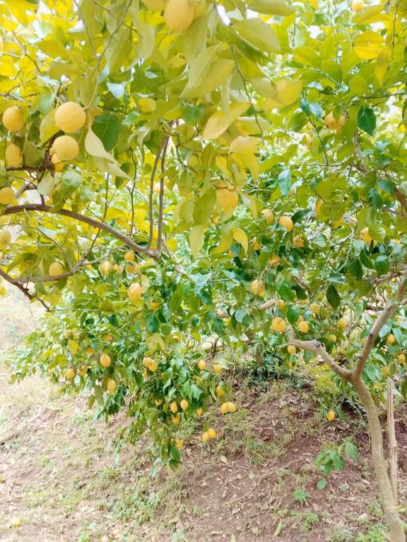 immagine annuncio 7 di 8