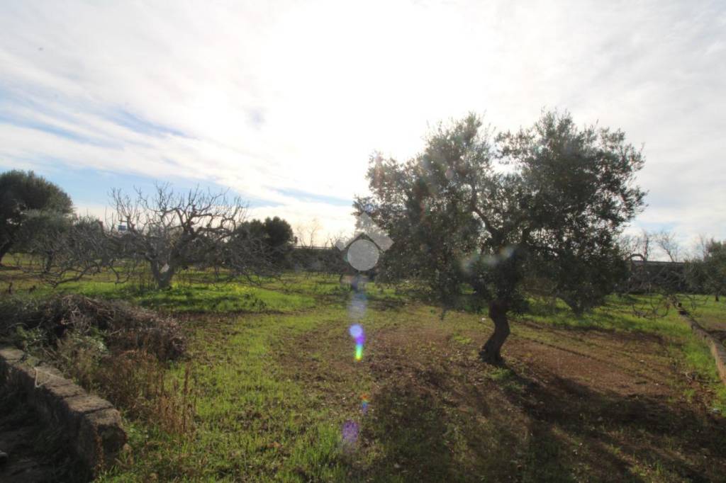 Terreno Agricolo in vendita a Fasano via sp6