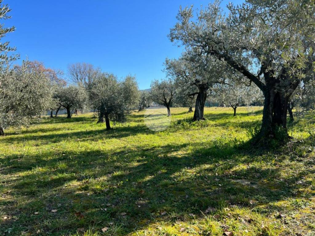 immagine annuncio 2 di 11