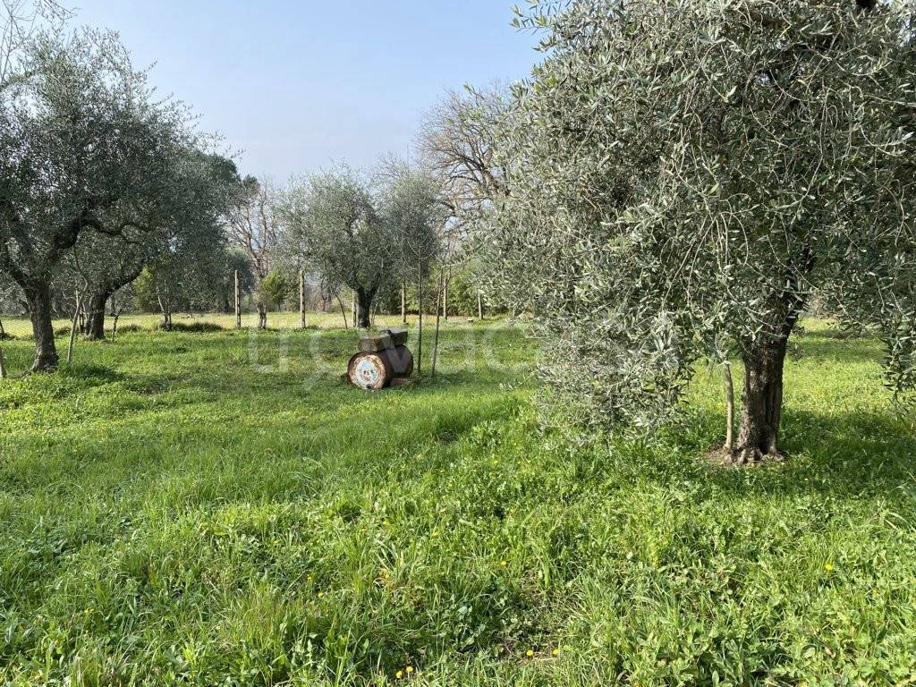 immagine annuncio 3 di 12