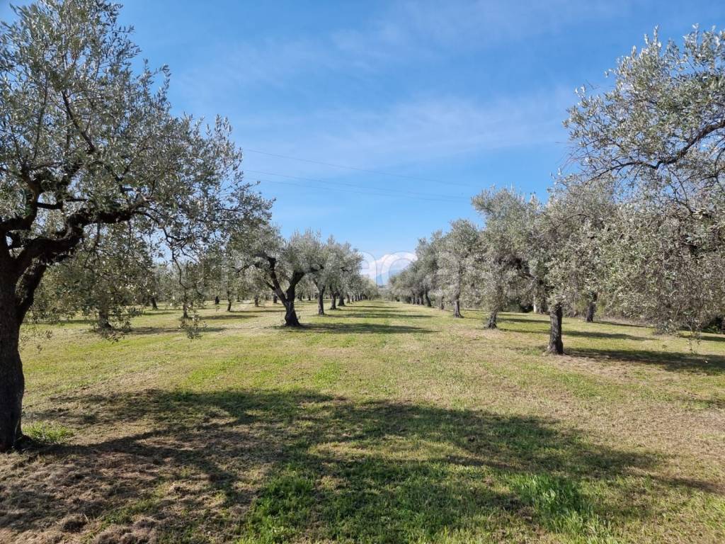 immagine annuncio 5 di 9