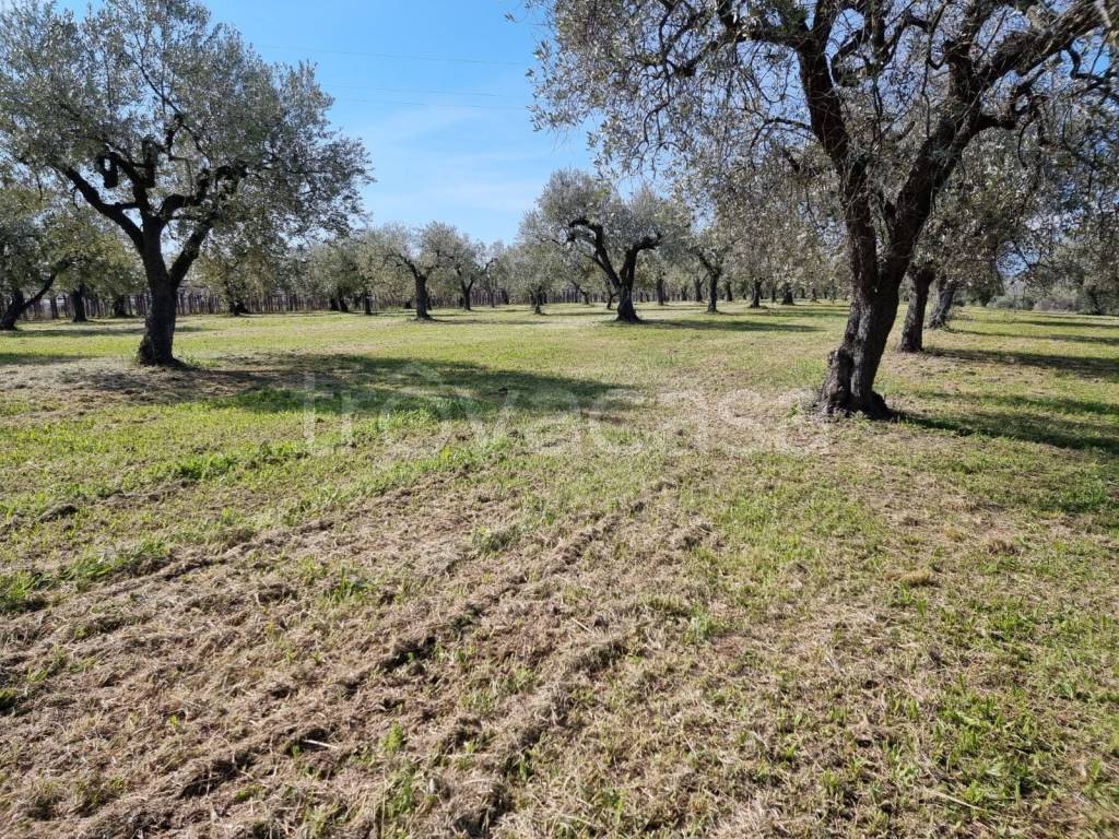 immagine annuncio 6 di 9