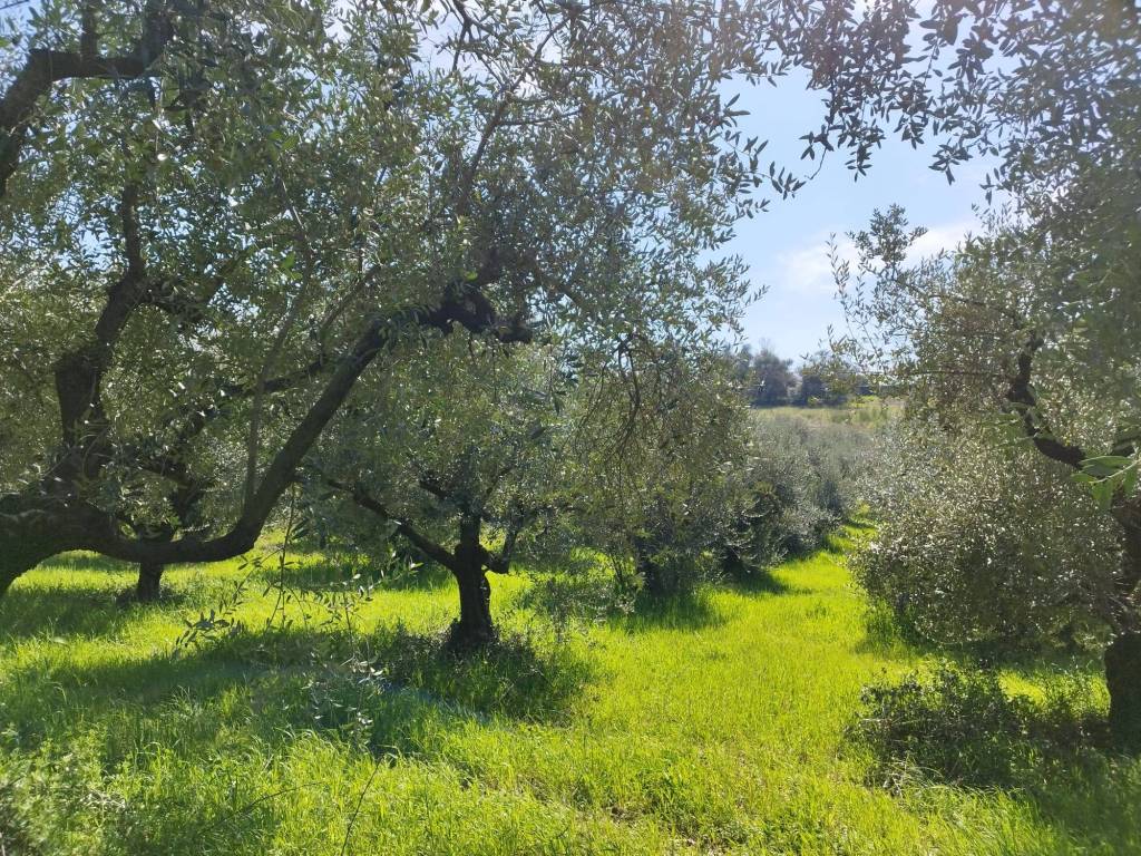 immagine annuncio 8 di 12