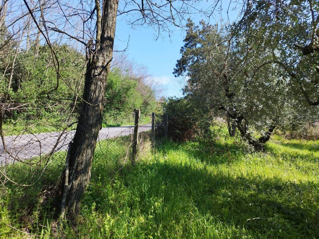 immagine annuncio 9 di 12