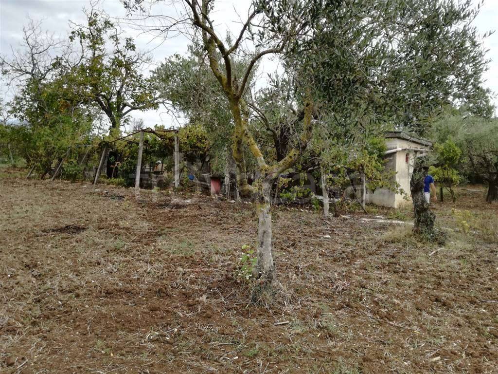 immagine annuncio 2 di 8