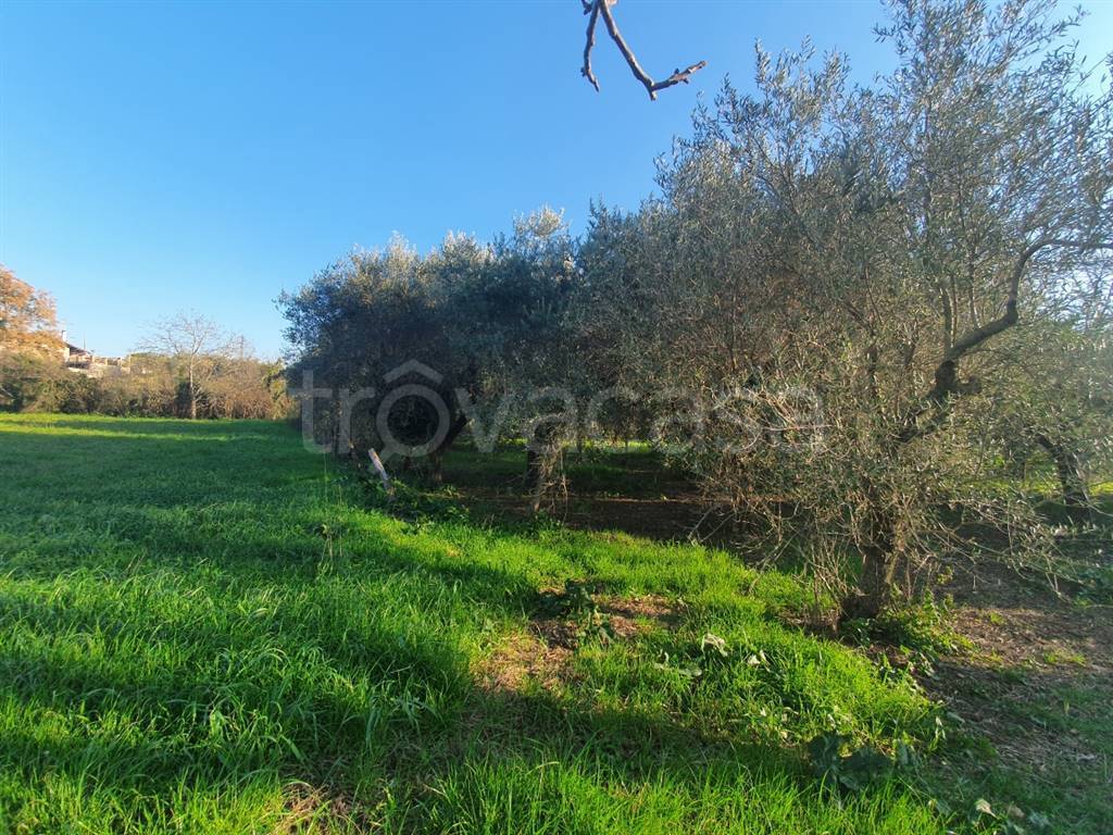 immagine annuncio 4 di 8