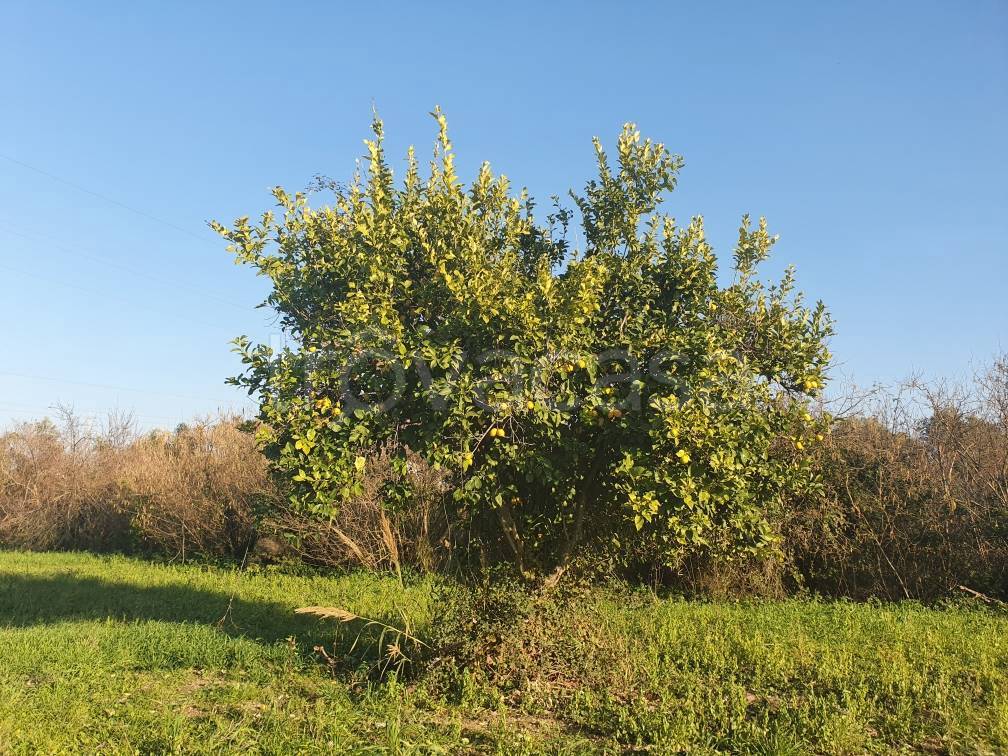 immagine annuncio 6 di 8