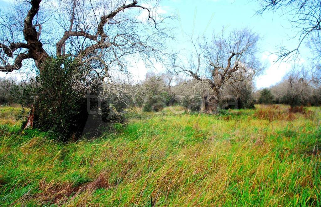 immagine annuncio 2 di 6