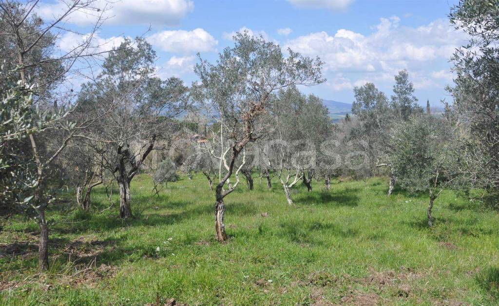 Terreno Agricolo in vendita a Castellina Marittima via per Chianni