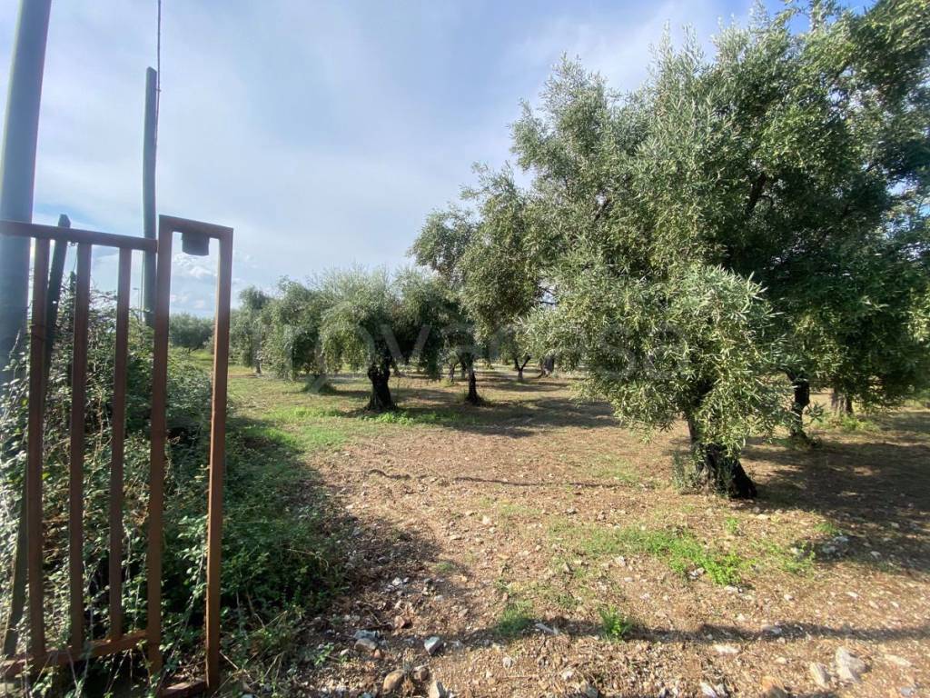 immagine annuncio 2 di 4