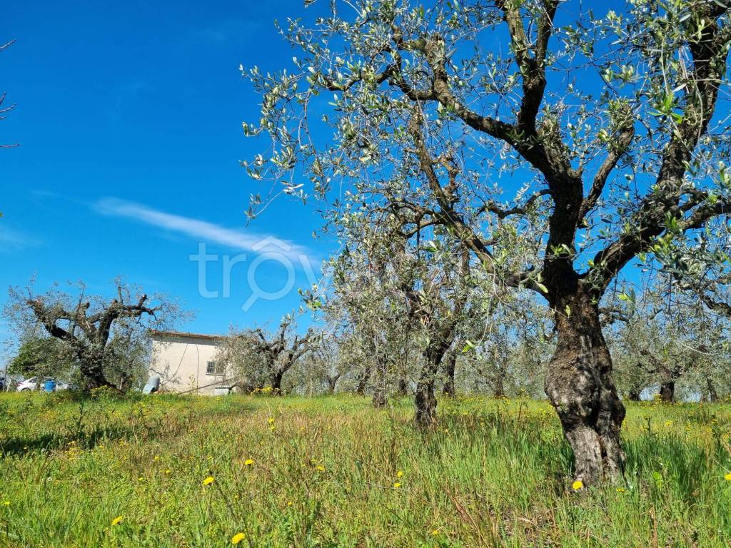 immagine annuncio 1 di 7